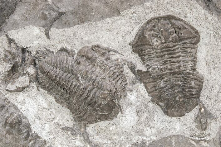 Two Flexicalymene Trilobites With Ceraurus - Belleville, Ontario #215149